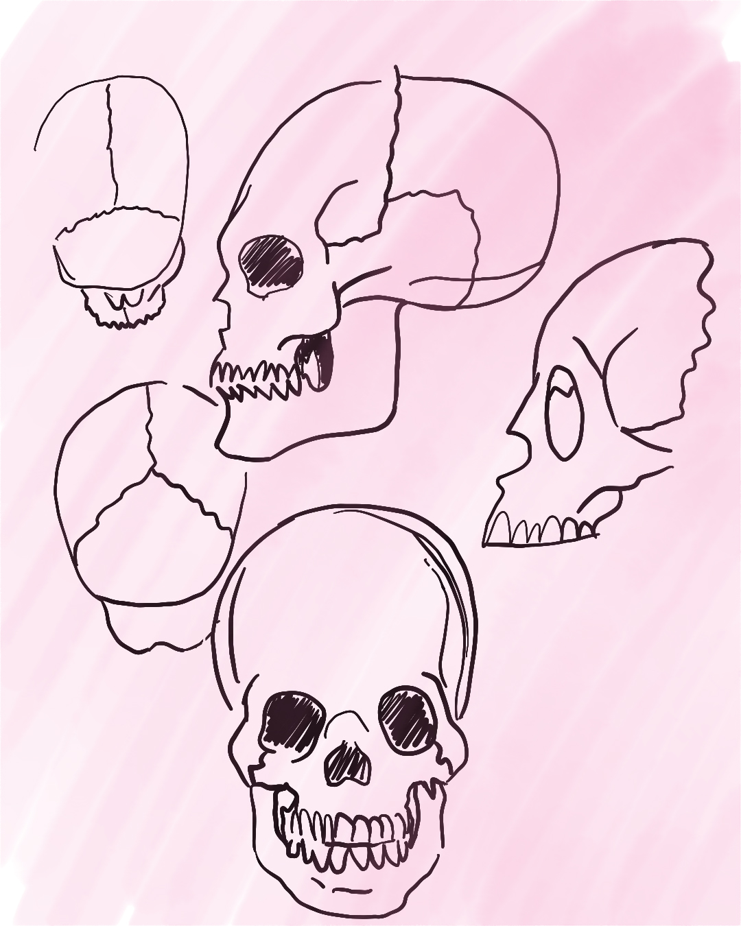 Skull